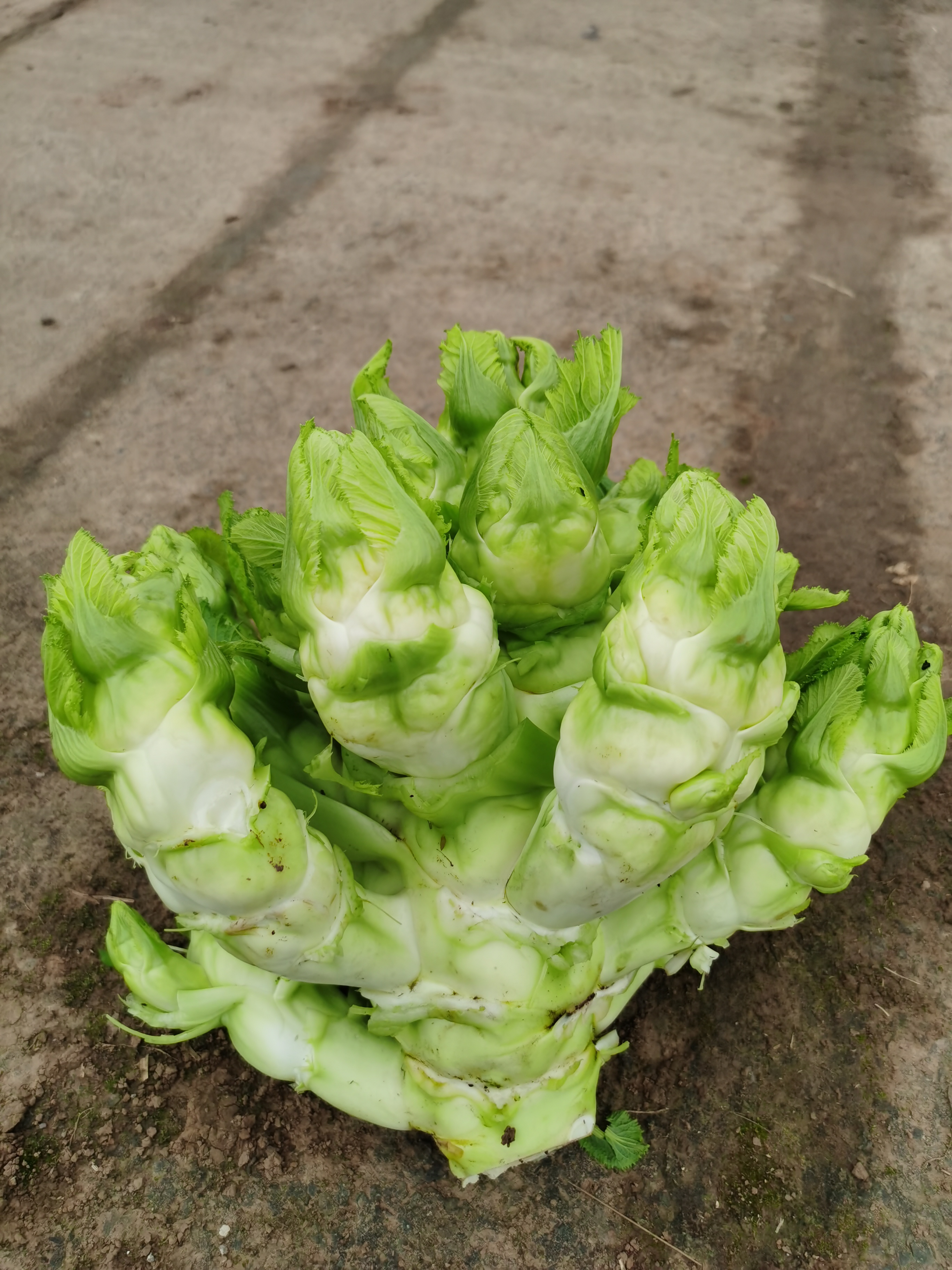儿菜栽培技术
